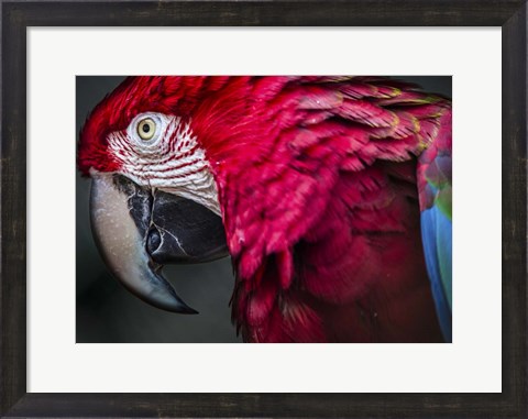 Framed Ara Parrot Close Up II Print