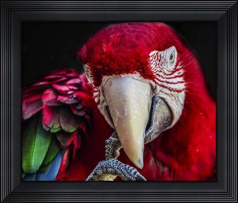 Framed Ara Parrot  III Print