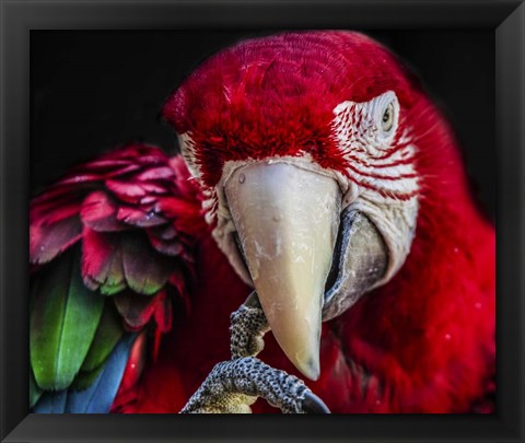 Framed Ara Parrot  III Print