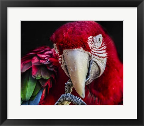 Framed Ara Parrot  III Print