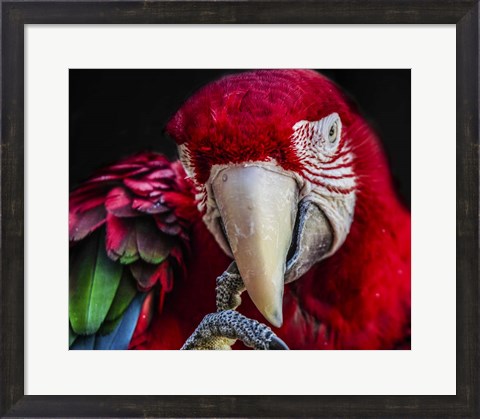 Framed Ara Parrot  III Print