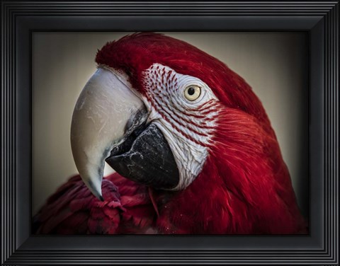 Framed Ara Parrot Close Up III Print