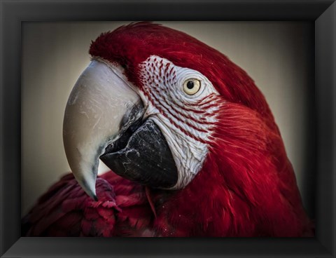 Framed Ara Parrot Close Up III Print