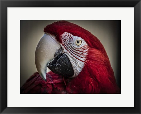 Framed Ara Parrot Close Up III Print