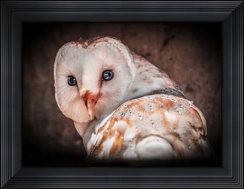 Framed Screech Owl Print