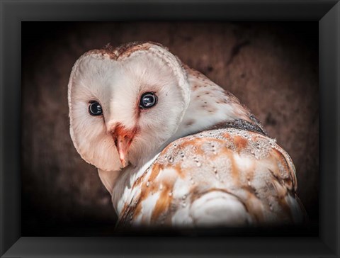 Framed Screech Owl Print