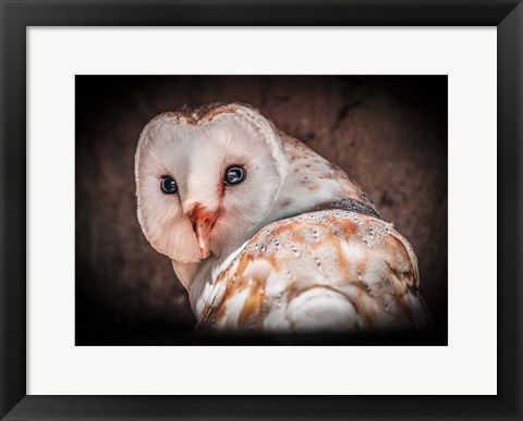 Framed Screech Owl Print