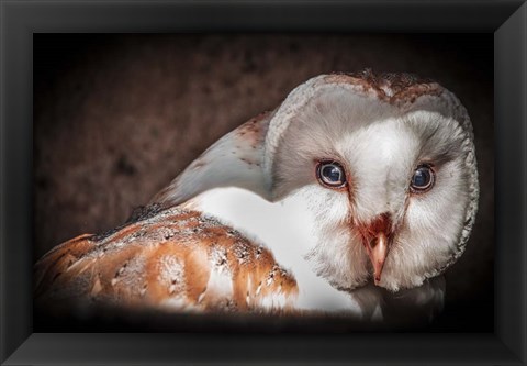 Framed Screech Owl II Print