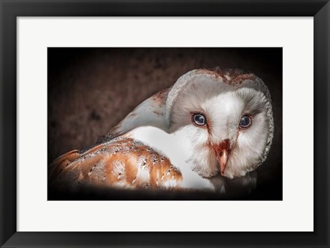 Framed Screech Owl II Print