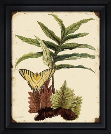 Framed Ferns On Vintage Tin - E Print