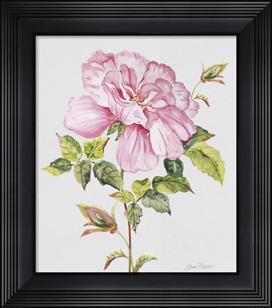 Framed Botanicals 2 Print