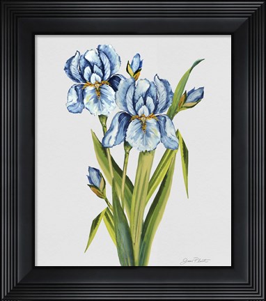 Framed Botanicals 7 Print