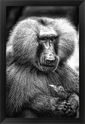 Framed Baboon  Black &amp; White Print