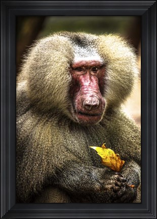 Framed Baboon Print