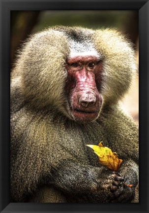 Framed Baboon Print