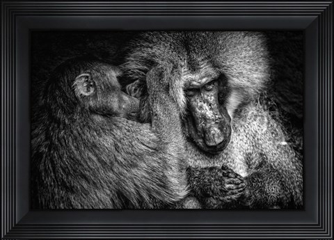 Framed Baboon II Black &amp; White Print