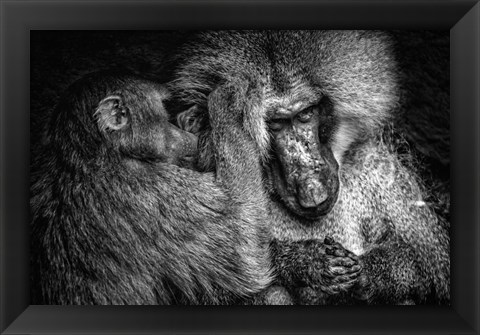 Framed Baboon II Black &amp; White Print