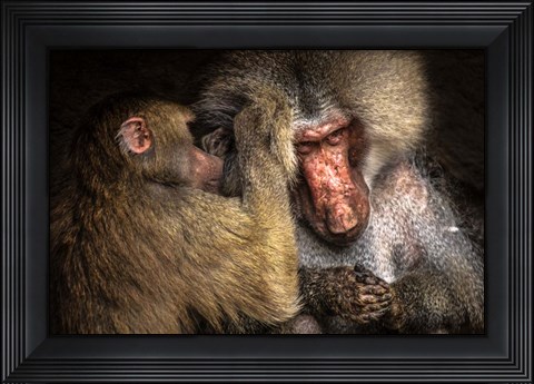 Framed Baboon II Print
