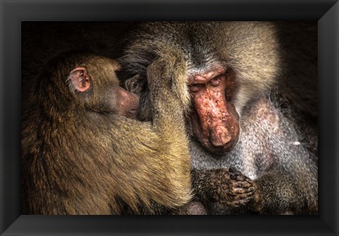 Framed Baboon II Print