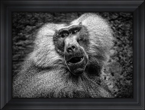 Framed Baboon III Black &amp; White Print