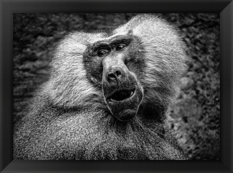 Framed Baboon III Black &amp; White Print