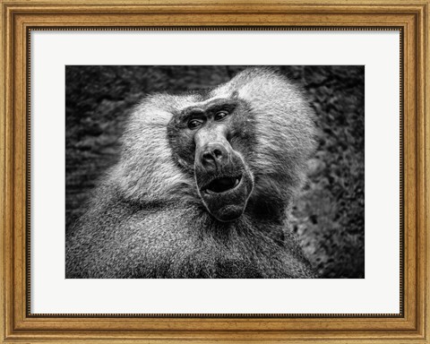 Framed Baboon III Black &amp; White Print