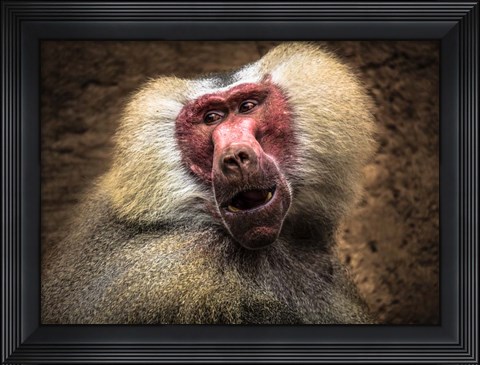 Framed Baboon III Print