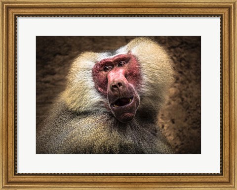 Framed Baboon III Print