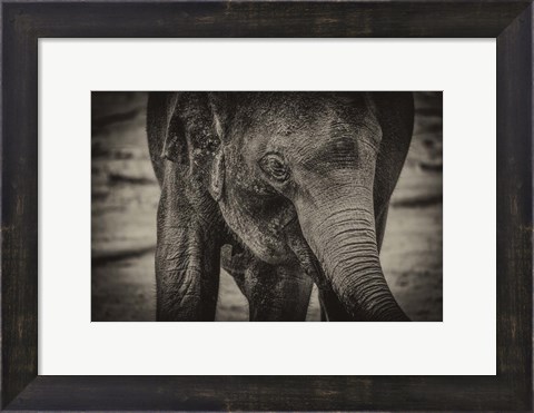 Framed Young Elephant sepia Print