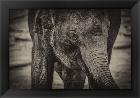 Framed Young Elephant sepia Print