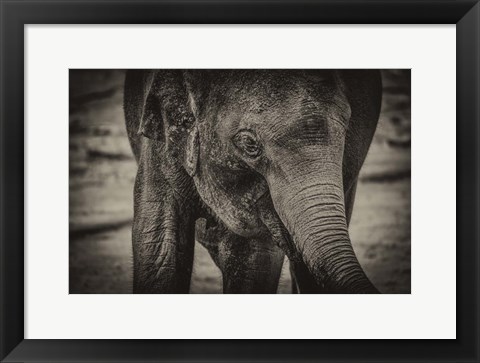 Framed Young Elephant sepia Print