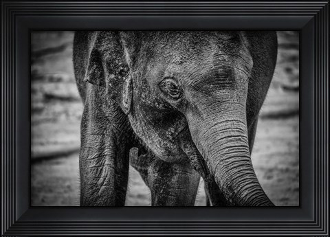 Framed Young Elephant Black &amp; White Print