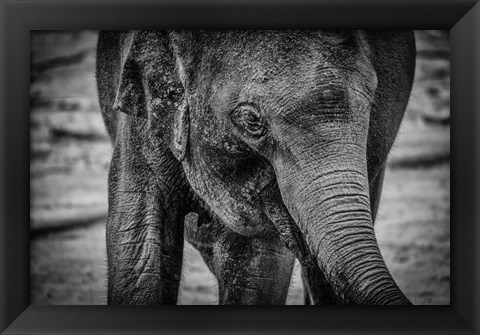 Framed Young Elephant Black &amp; White Print