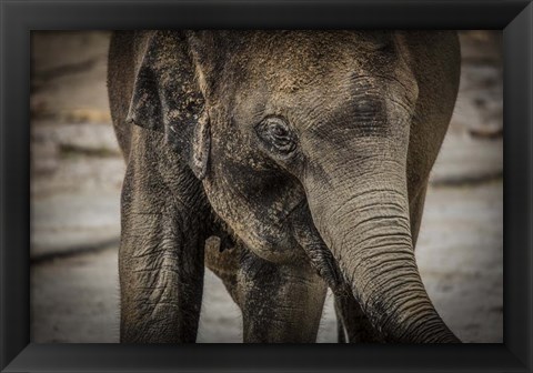 Framed Young Elephant Print