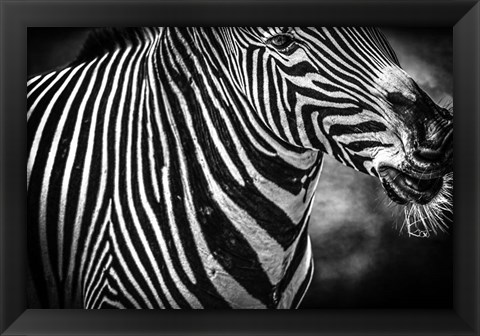 Framed Zebra Black &amp; White Print