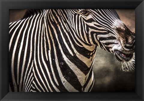 Framed Zebra Print