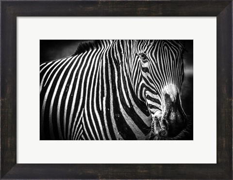 Framed Zebra II Black &amp; White Print