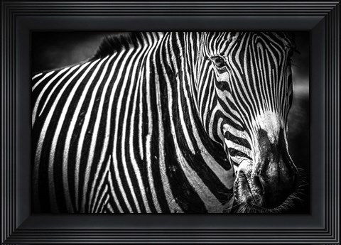 Framed Zebra II Black &amp; White Print