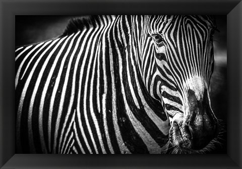 Framed Zebra II Black &amp; White Print