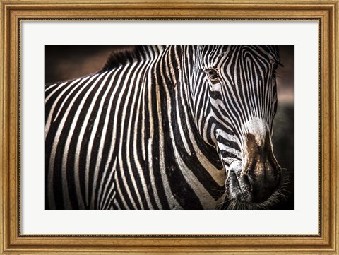 Framed Zebra II Print