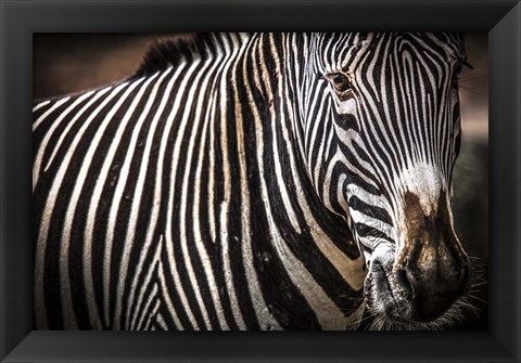 Framed Zebra II Print