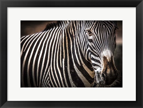 Framed Zebra II Print