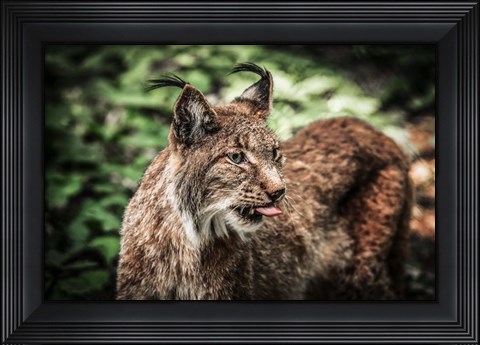 Framed Lynx Tonque Print