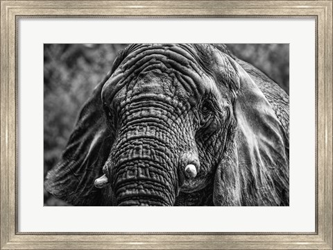 Framed Elephant Front Black &amp; White Print