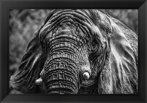 Framed Elephant Front Black &amp; White Print