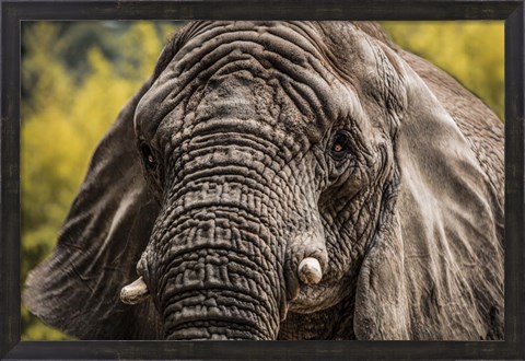 Framed Elephant Front Print
