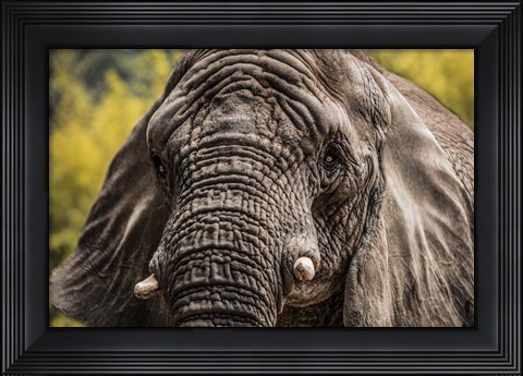 Framed Elephant Front Print