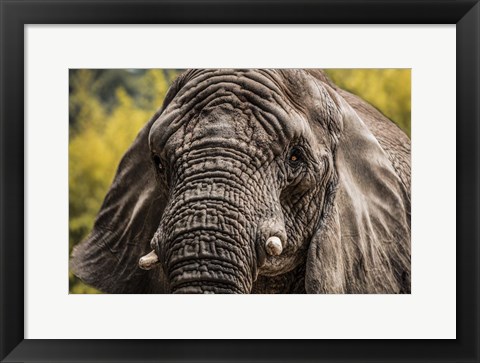 Framed Elephant Front Print