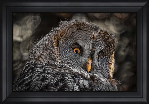Framed Wisdom Owl Black &amp; White Print
