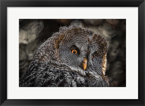 Framed Wisdom Owl Black &amp; White Print